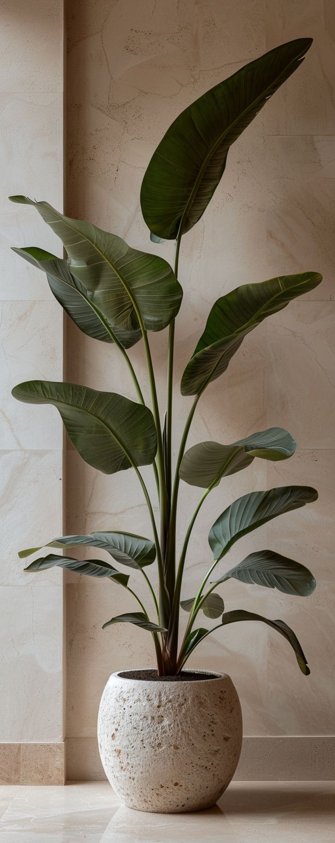 Dekorativno Zelenilo